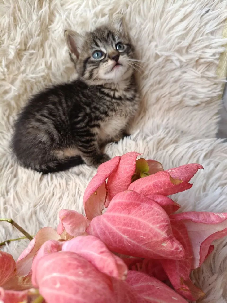 Adoção de Gatinha Tigrada - Foto 2