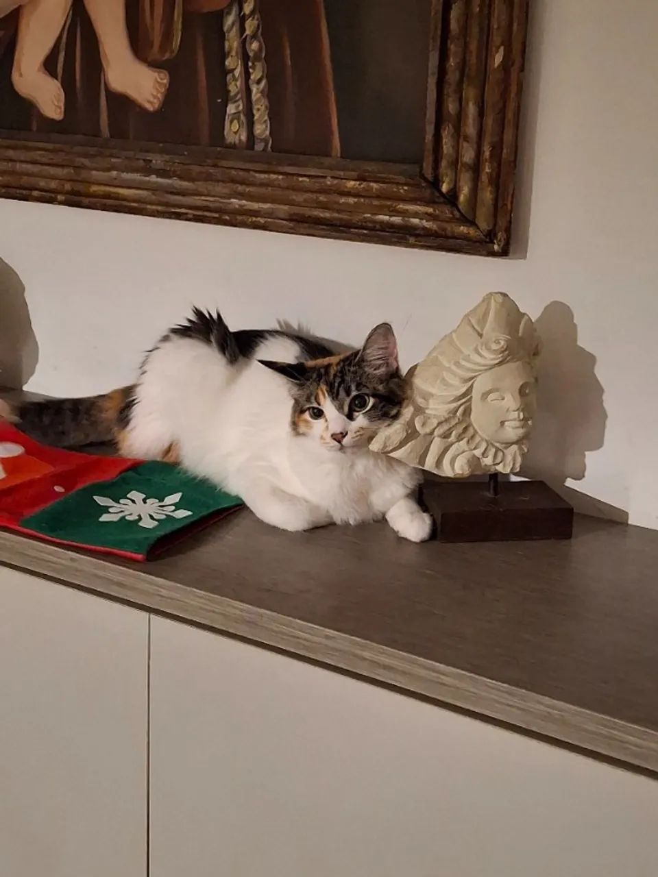 Gato - Foto 5