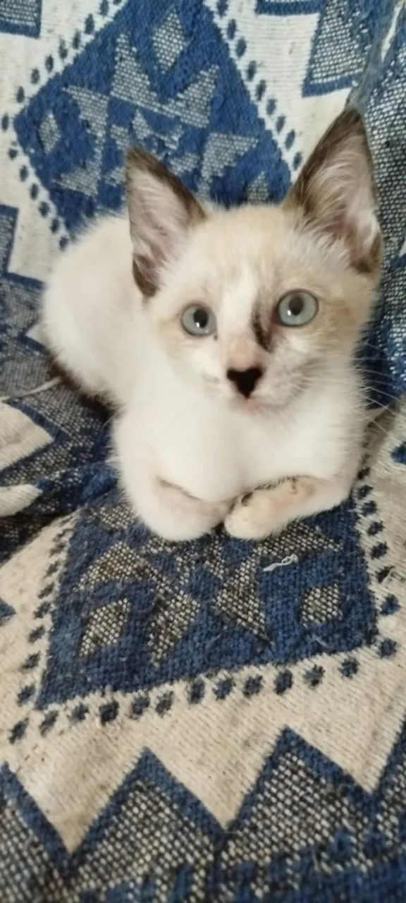 Gatinho macho para adoção