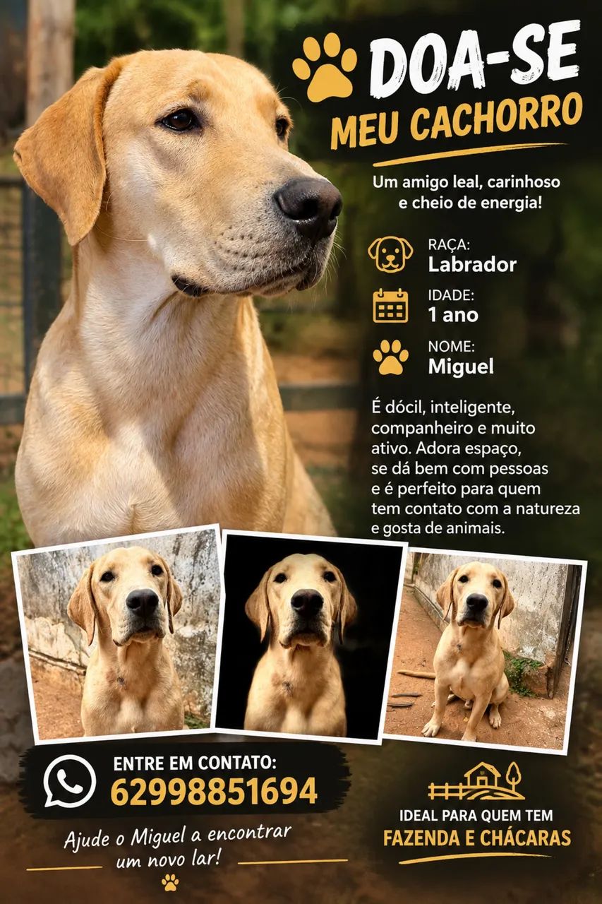 Labrador