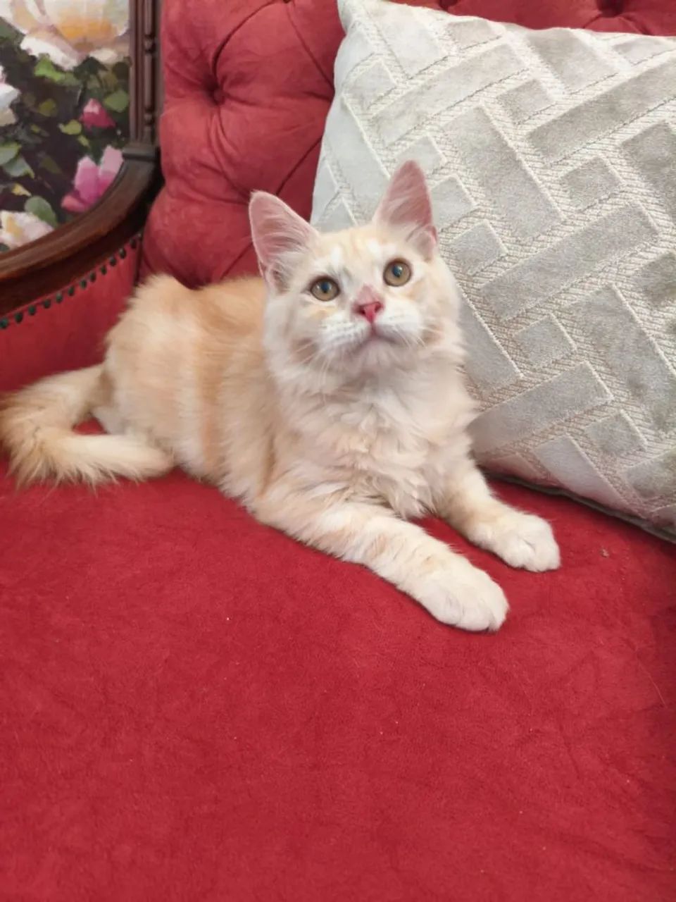 Espetacular Maine Coon  - Foto 3