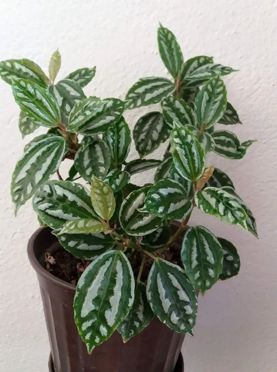 Plantas alumínio  - Foto 4