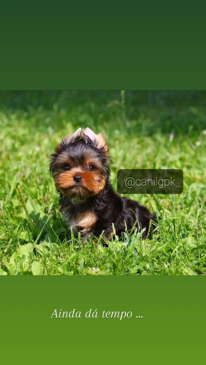 Yorkshire terrier micro com pedigree linhagem importada! - Foto 3