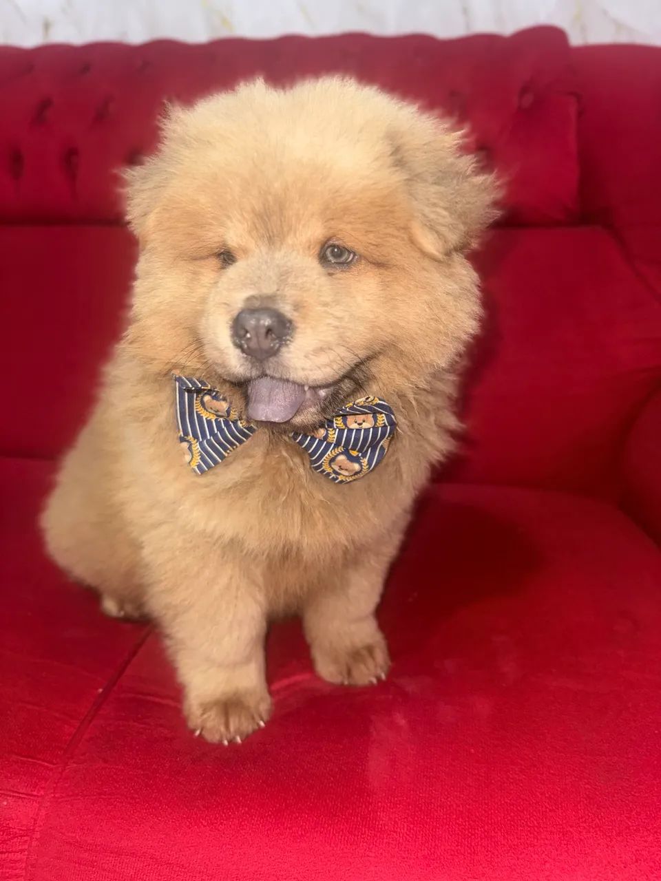 Chow Chow porte americano  - Foto 4