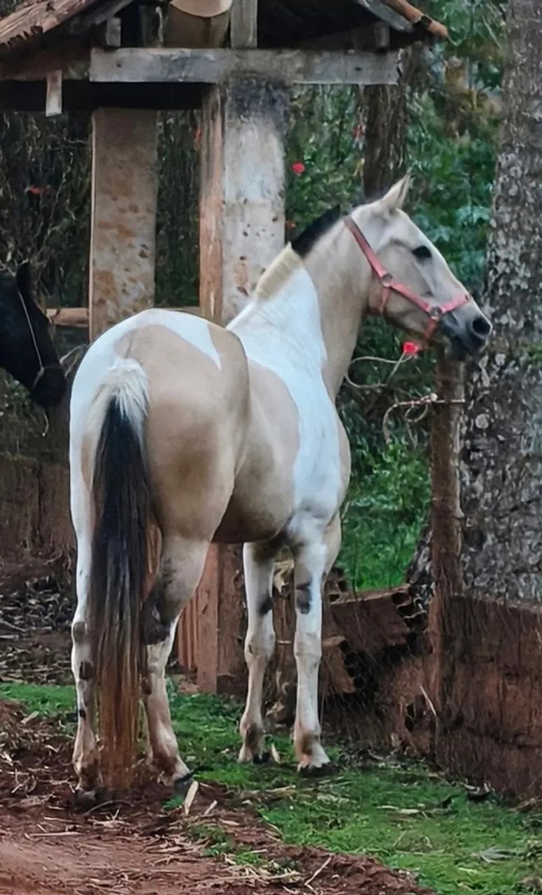 Égua mangalarga