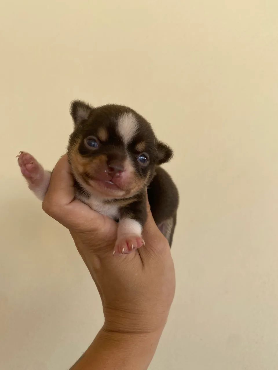 Chihuahuas 
