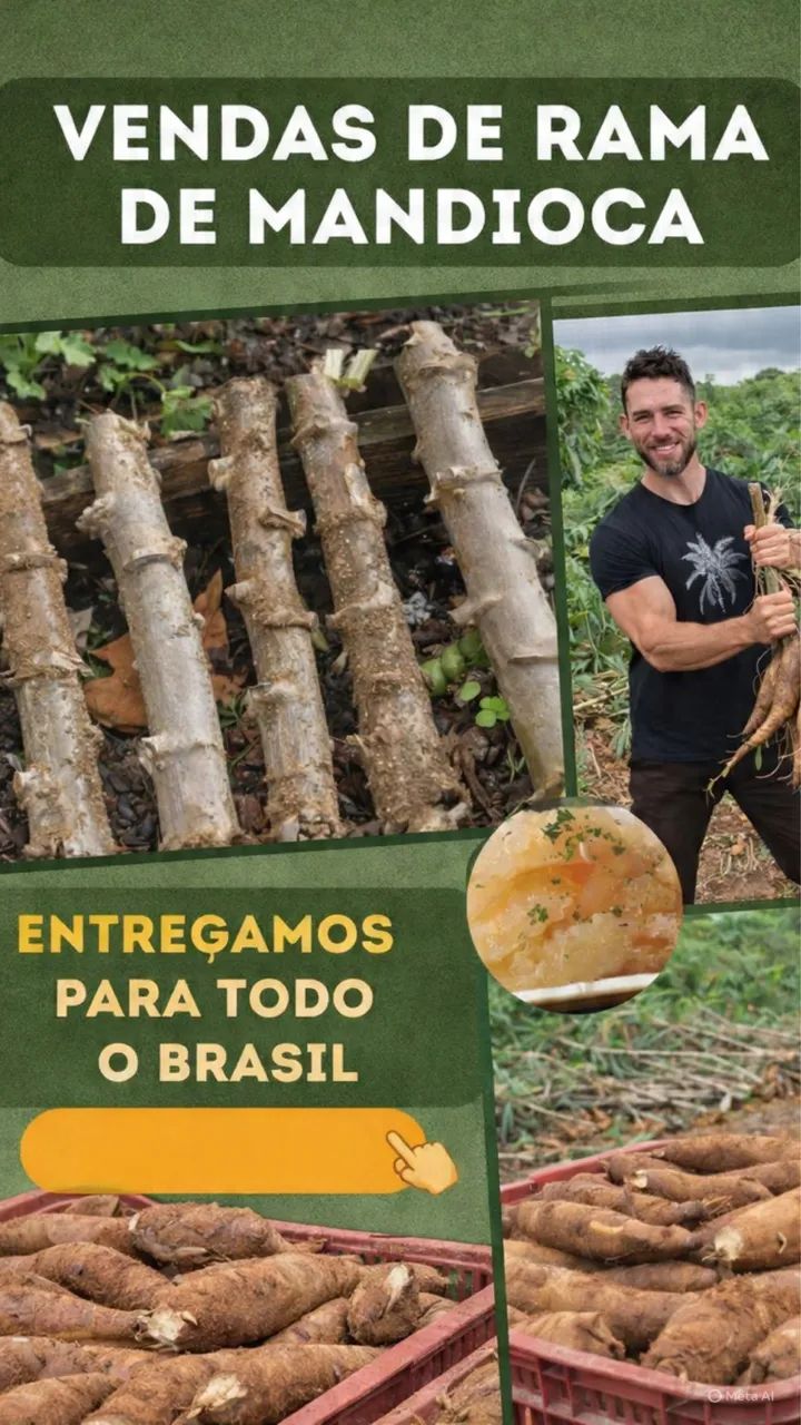 Ramas mandioca Vassourinha