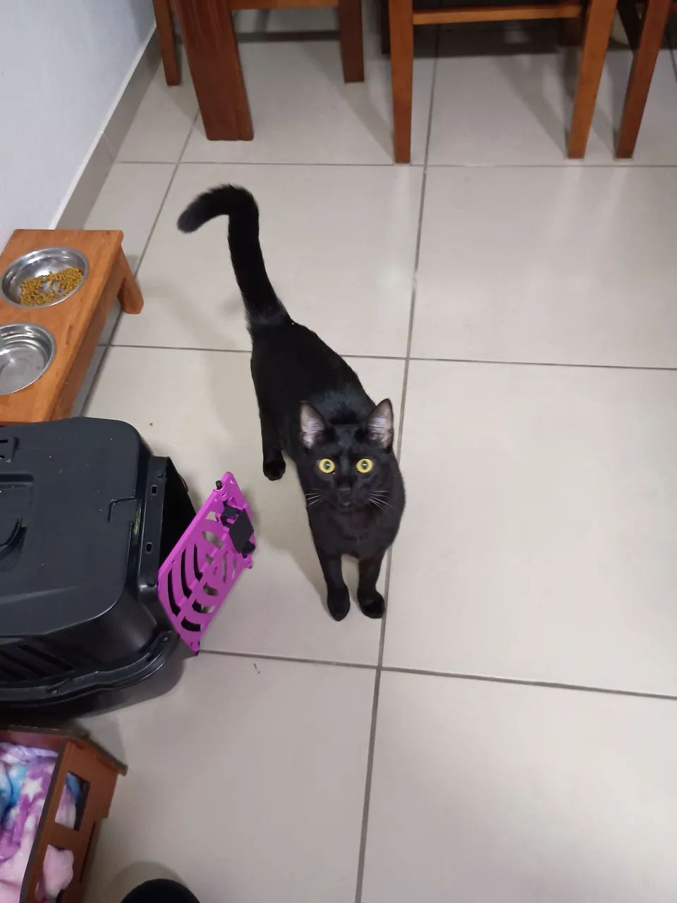 Gata pra doação  - Foto 4