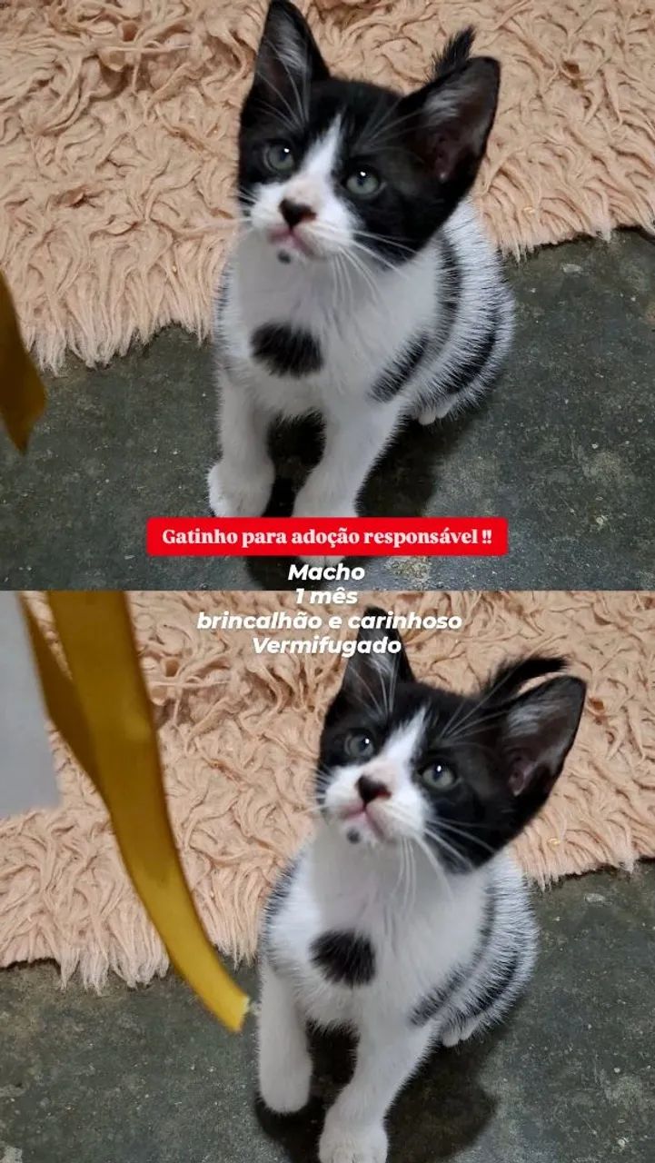 Adoção de gatinho urgente!!