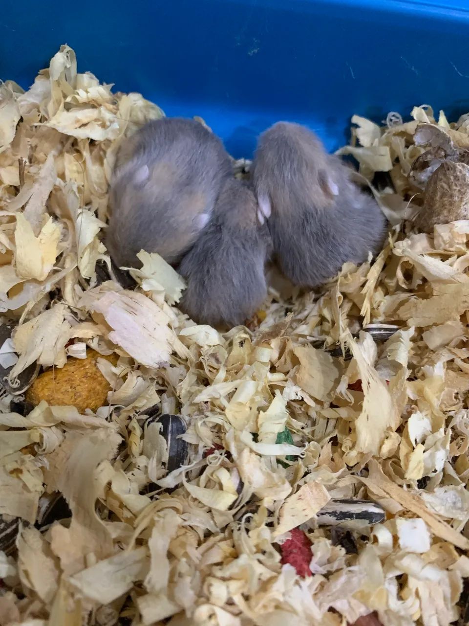 Vendo filhotes de hamster anão russo  - Foto 3