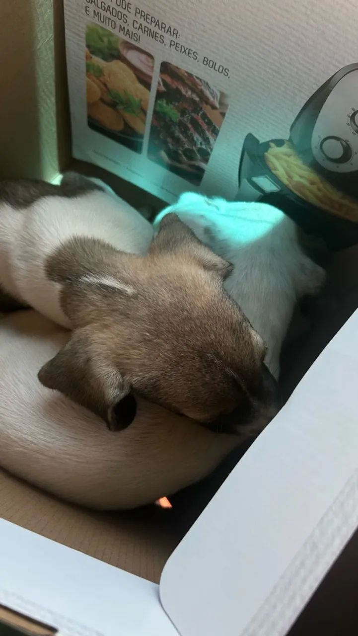 Doa-se cachorros 
