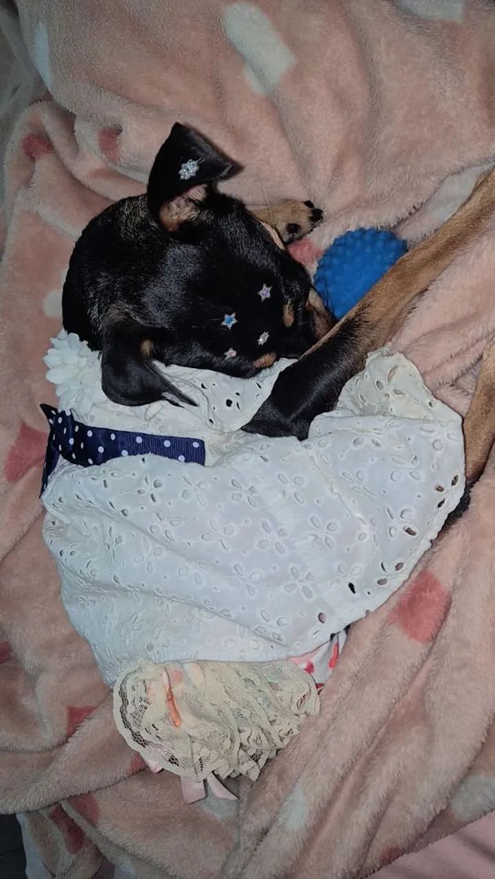 Doação de um pinscher - Foto 2