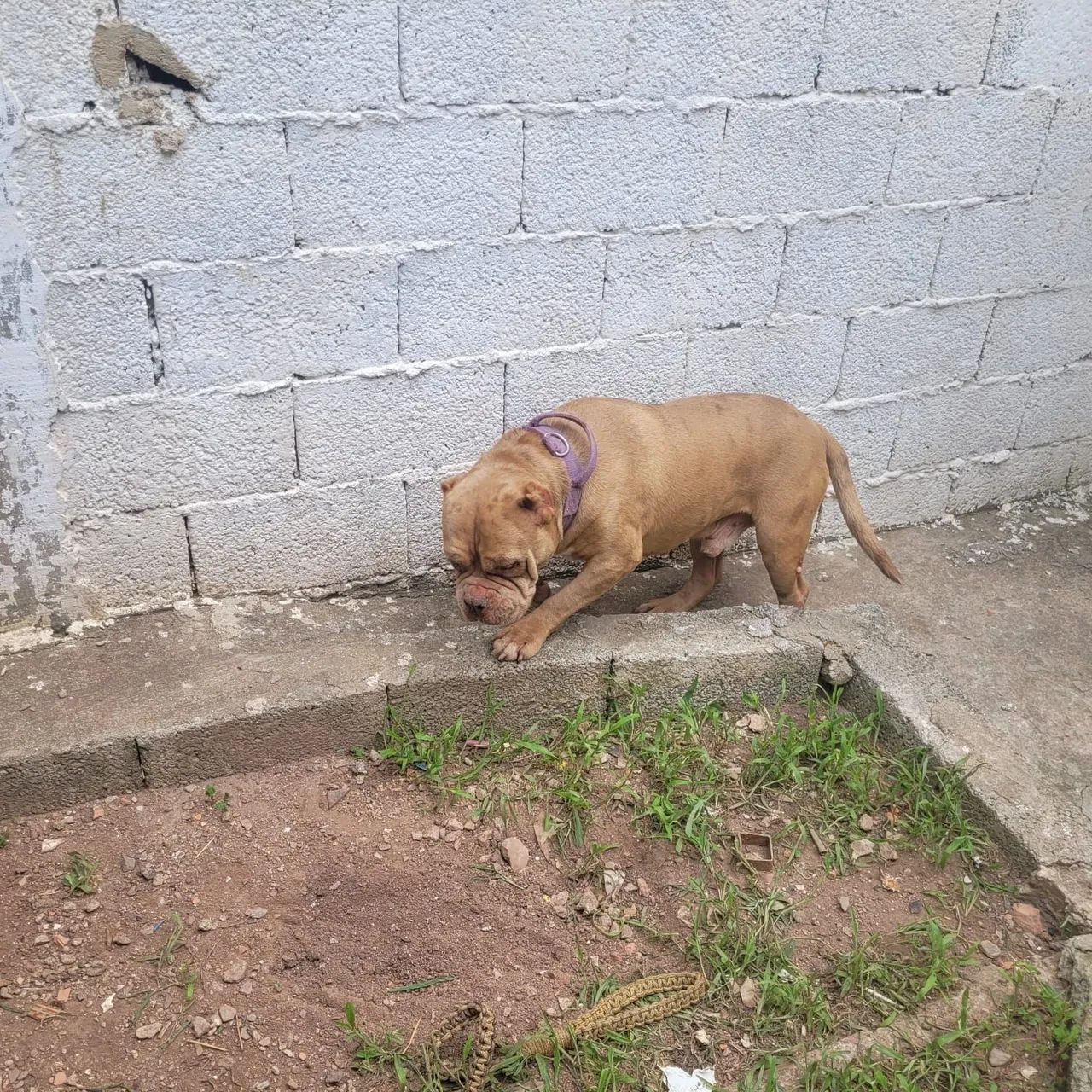 Doação de pit monster  - Foto 2