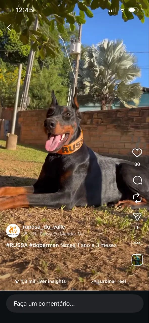 Filhote de Doberman - Foto 6