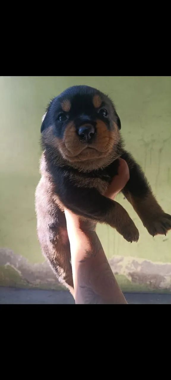Rottweiler 