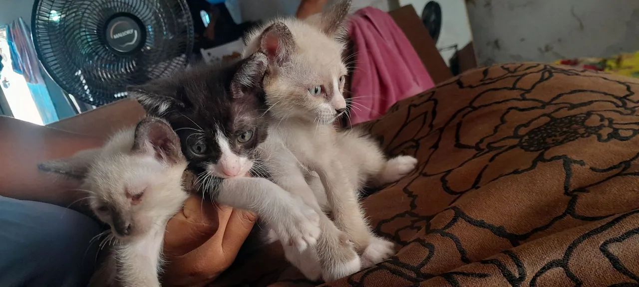 Gatos para doação 
