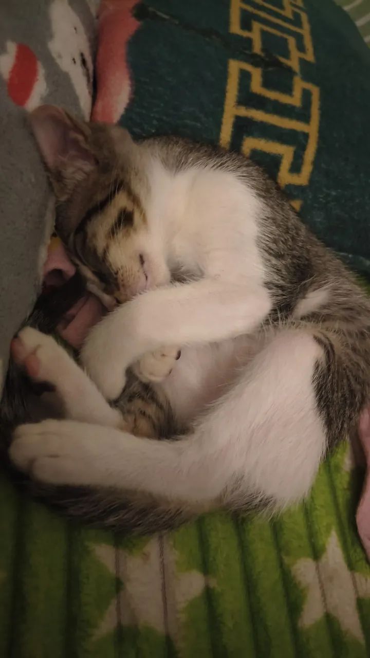 Doação de Gato Macho  - Foto 2