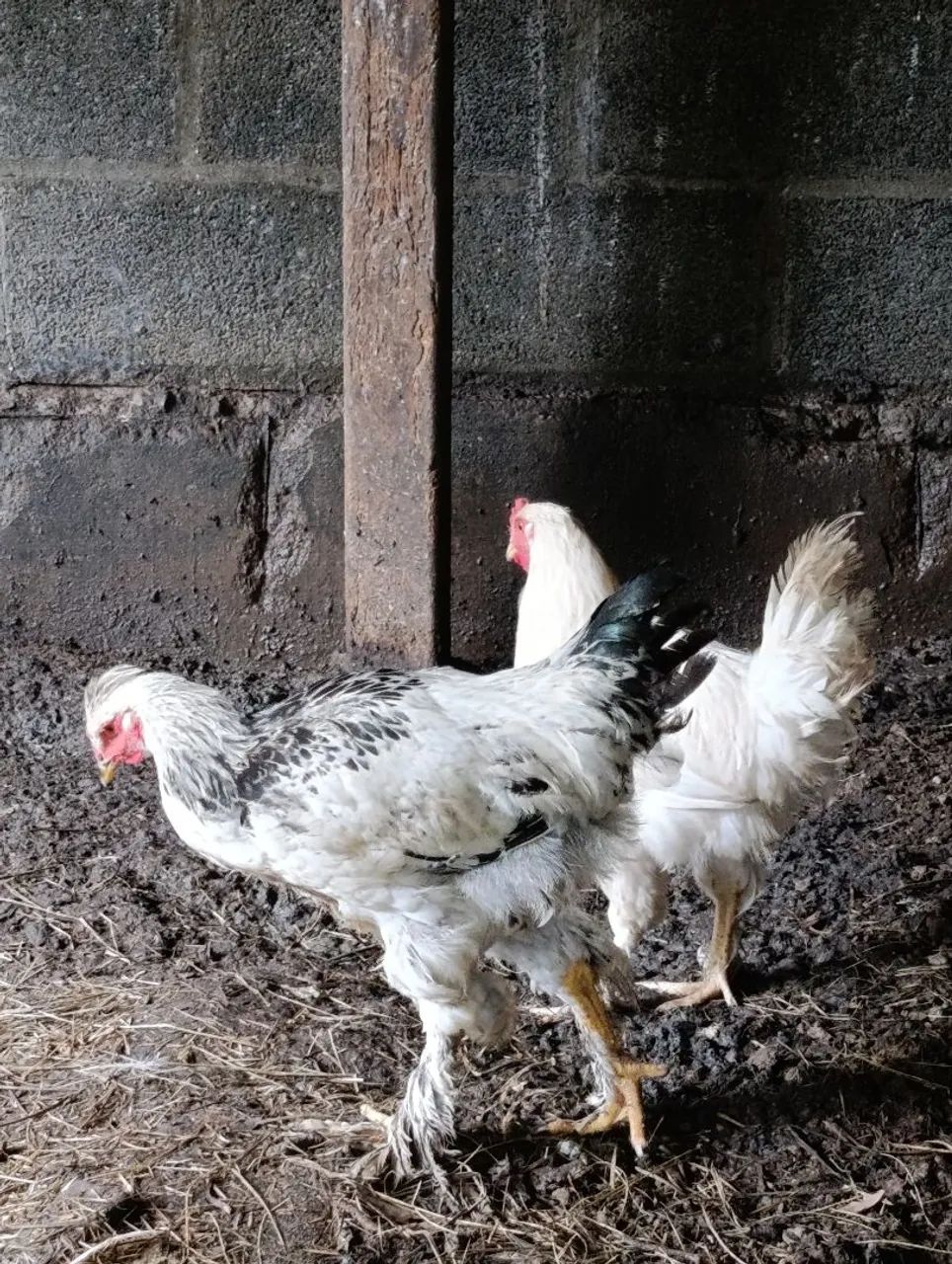 Frangas e galos  - Foto 4