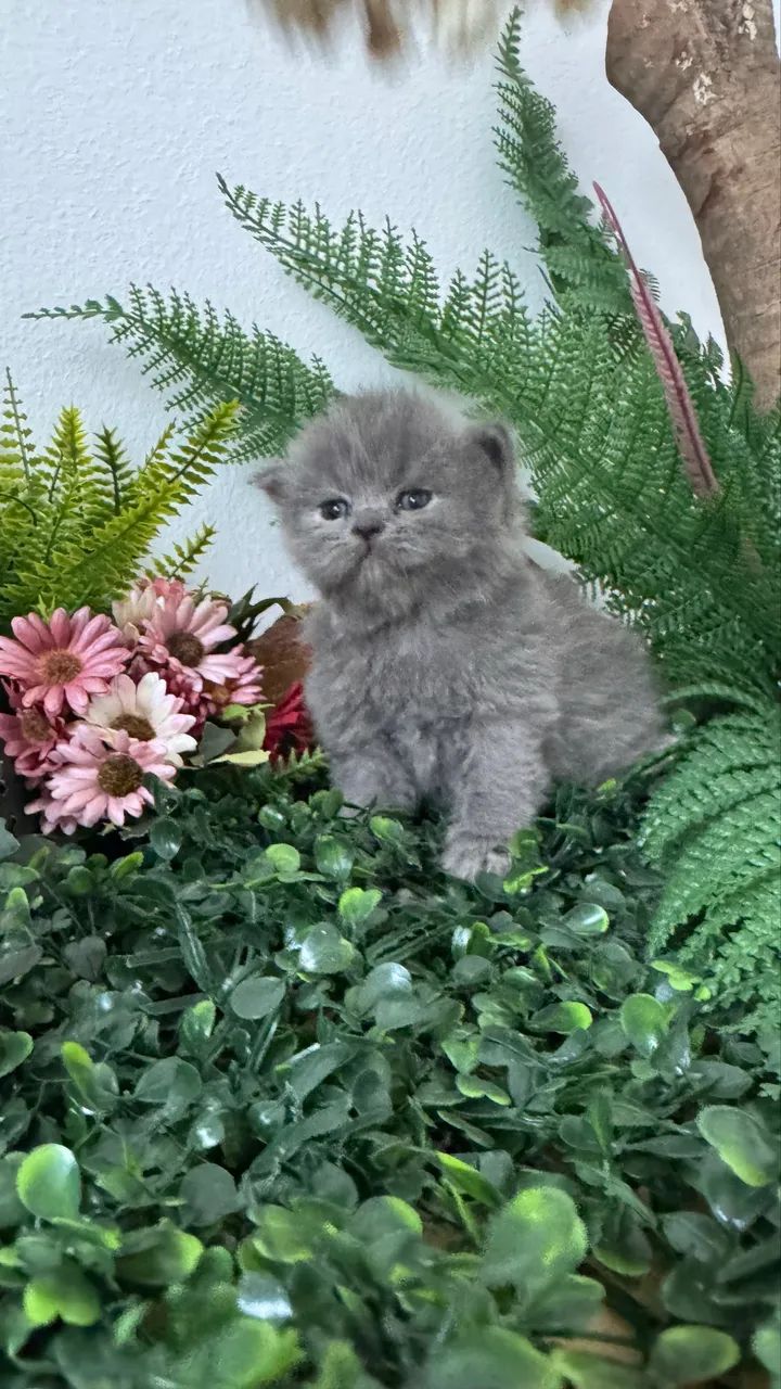 Gatos Persa - Foto 3