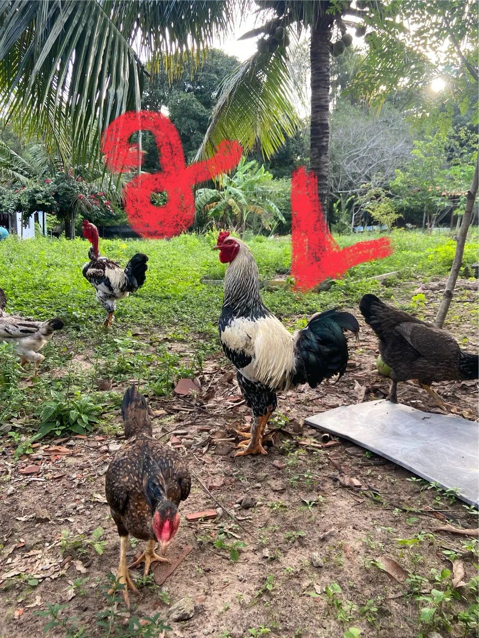 Galos e Galinhas  - Foto 5