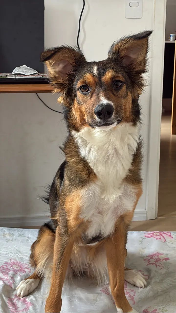 Cachorro 9 meses, super dócil  - Foto 5