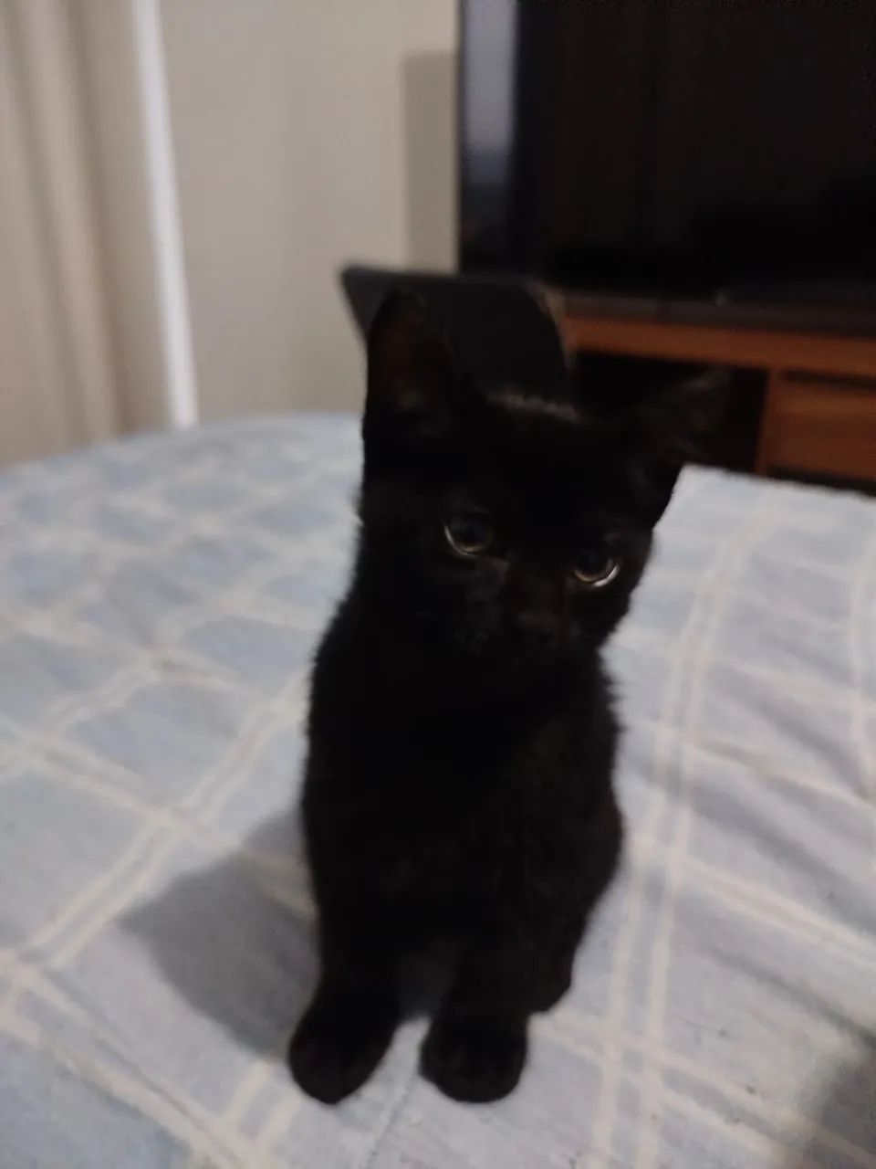 Gatinho macho para doação  - Foto 2