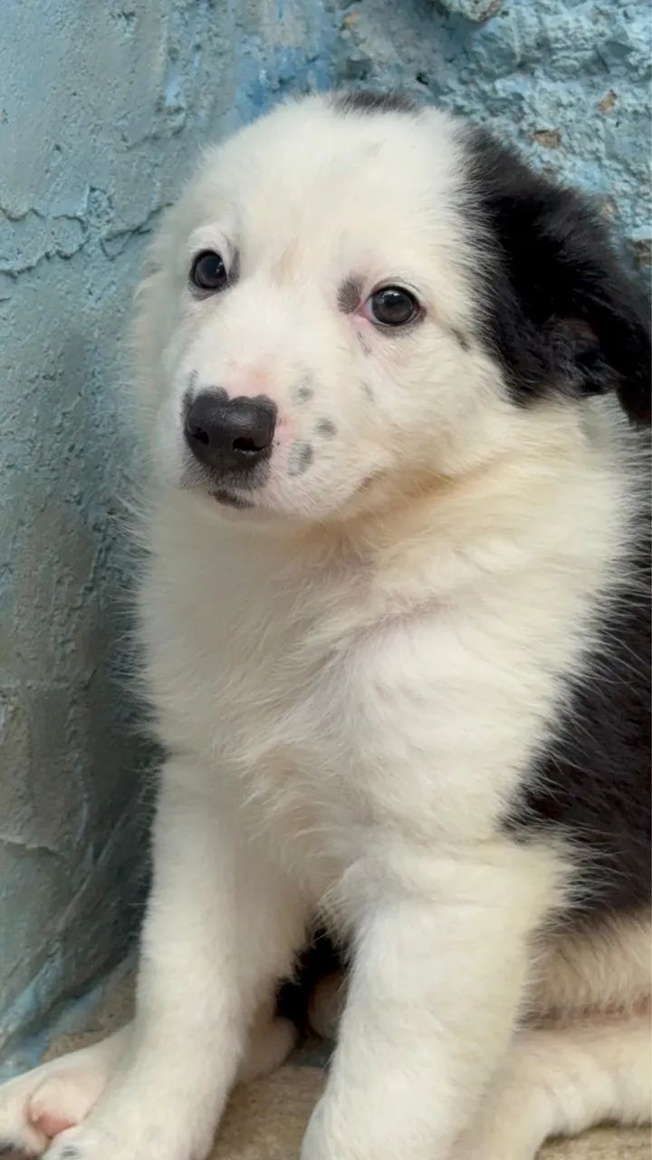 Border Collie @canilcfdog - Foto 4