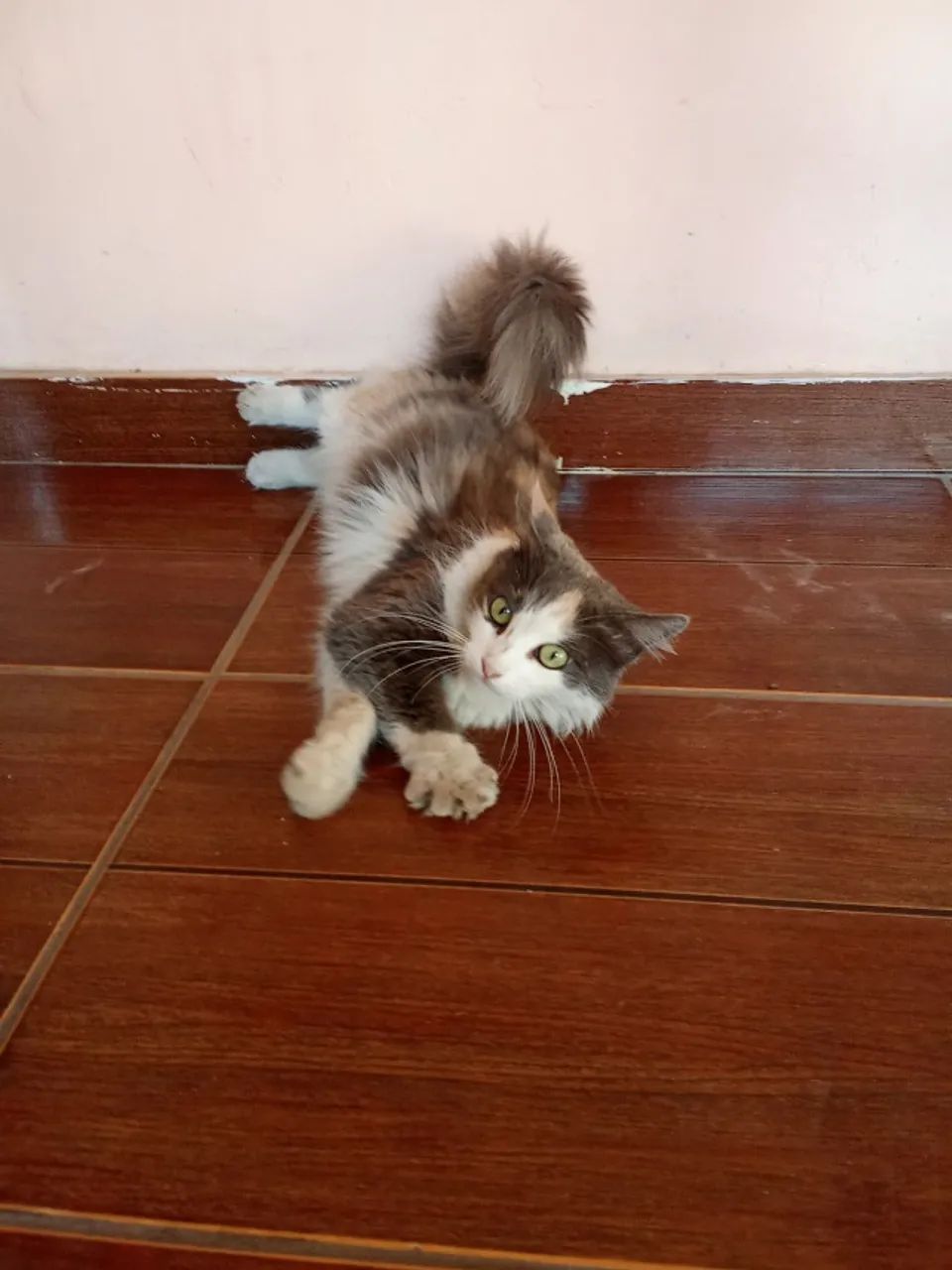 Gato para Adoção 