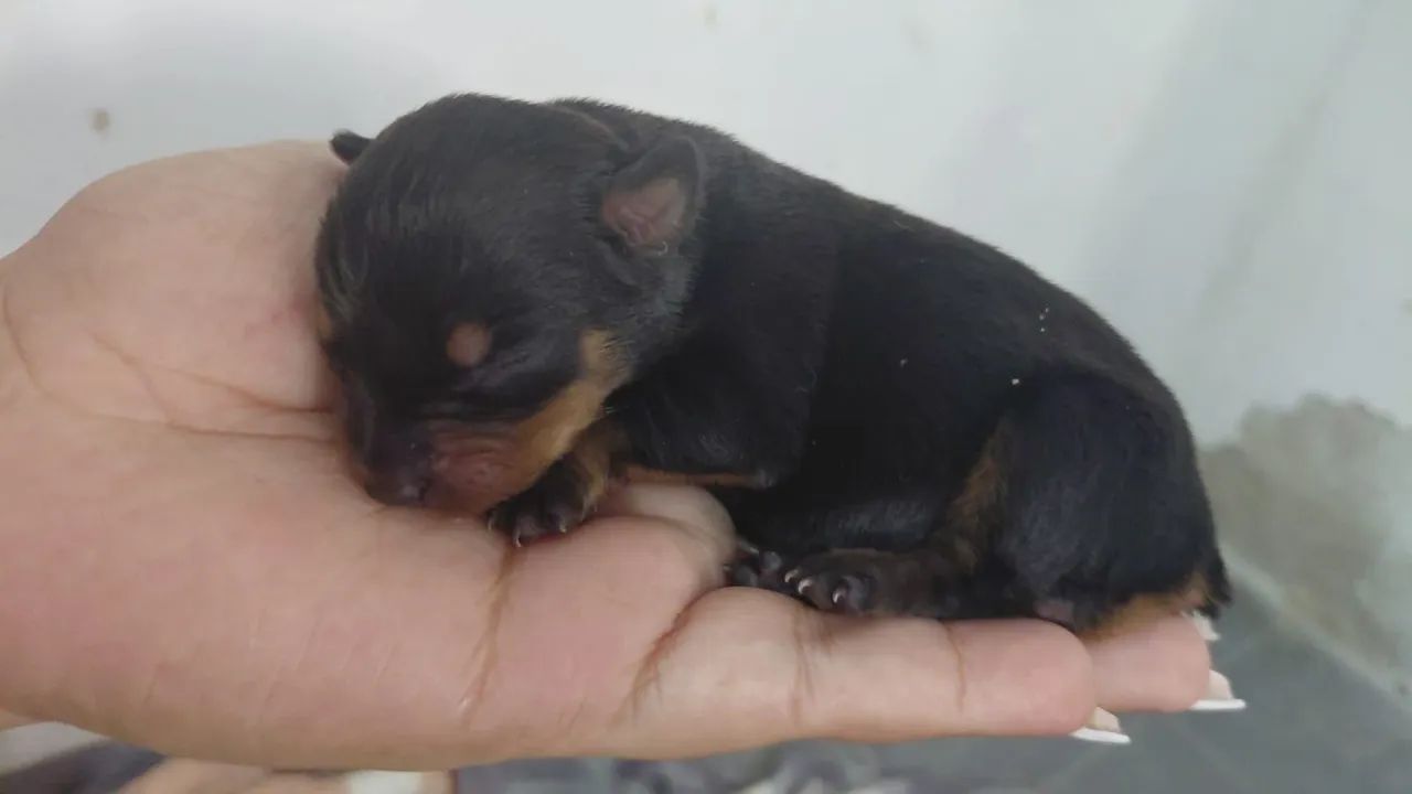 Cachorro  - Foto 3