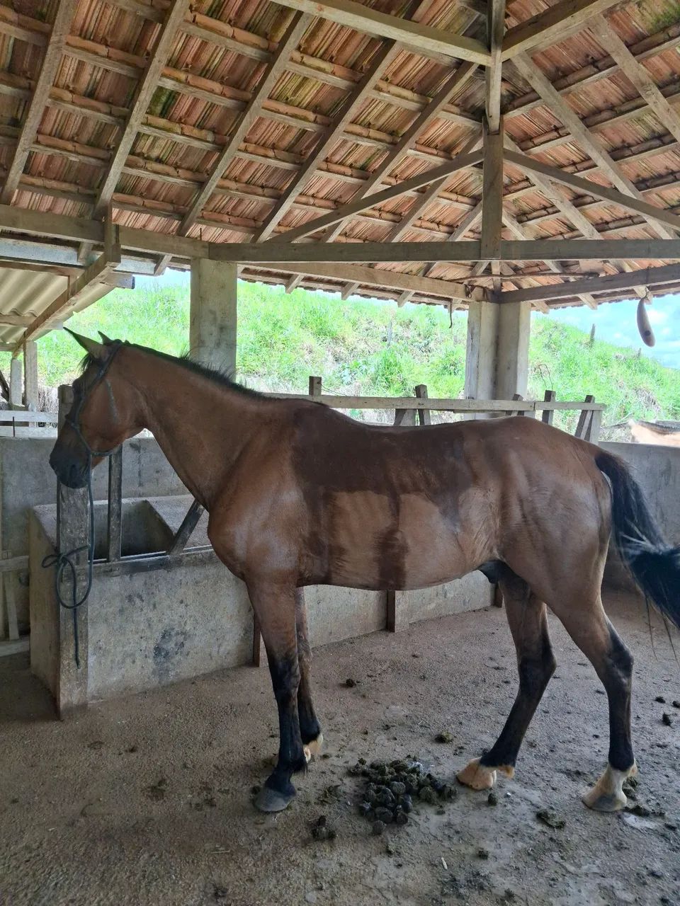 Vende se cavalo  - Foto 2