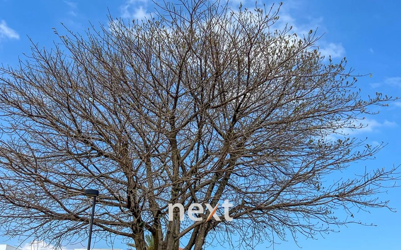 terreno - Sousas - Campinas - Foto 5