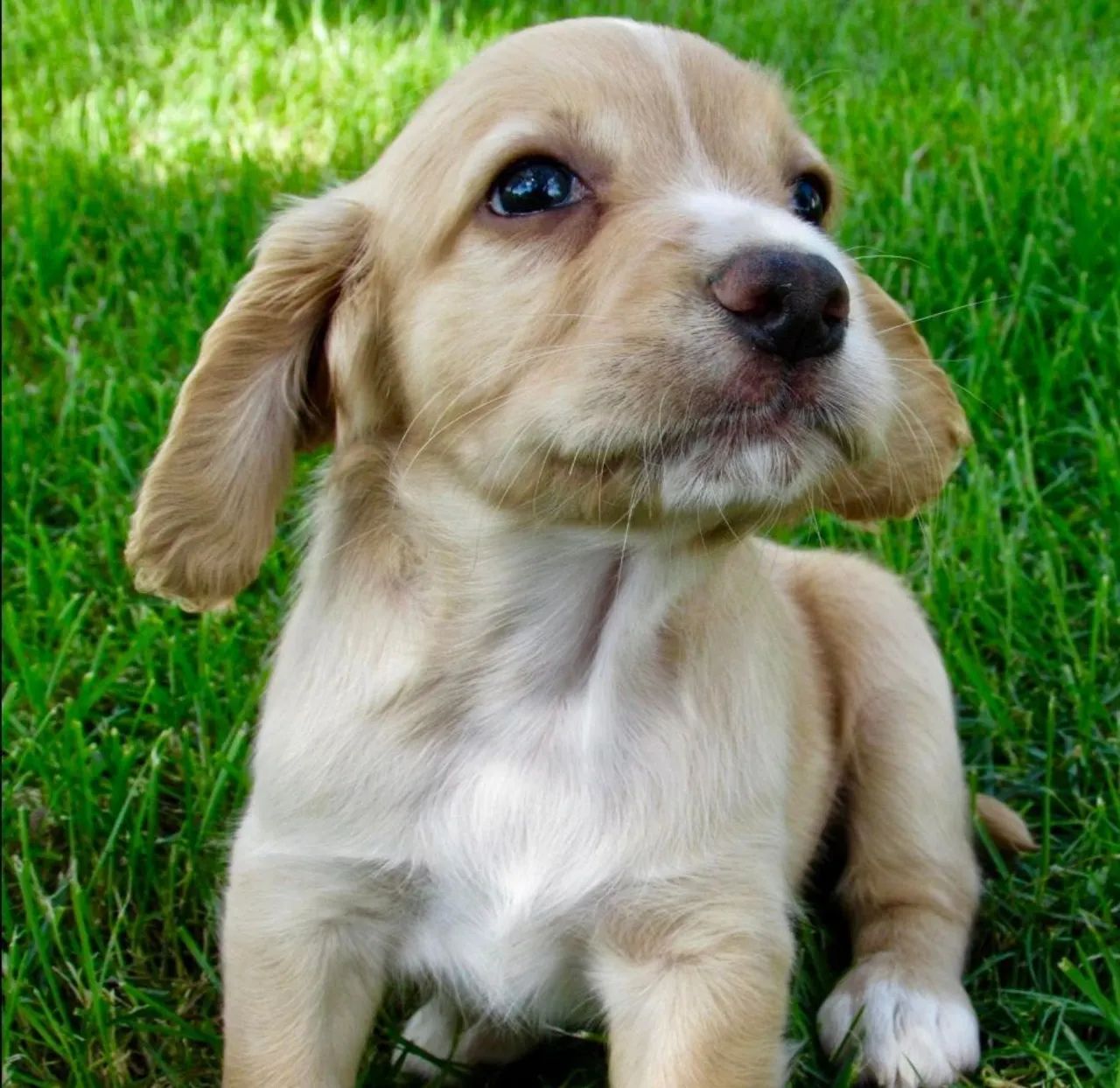 Cocker Spaniel Inglês: Última bebê 