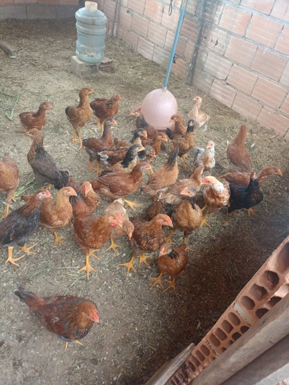 Frangos e frangas  - Foto 3