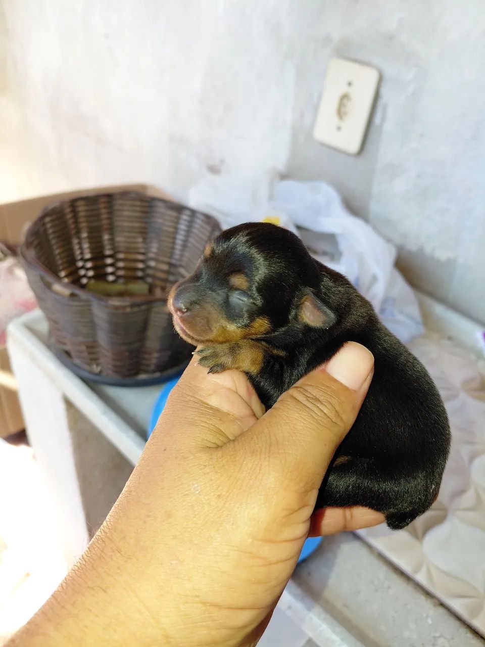 Pinscher zero e Pinscher 1 - Foto 4
