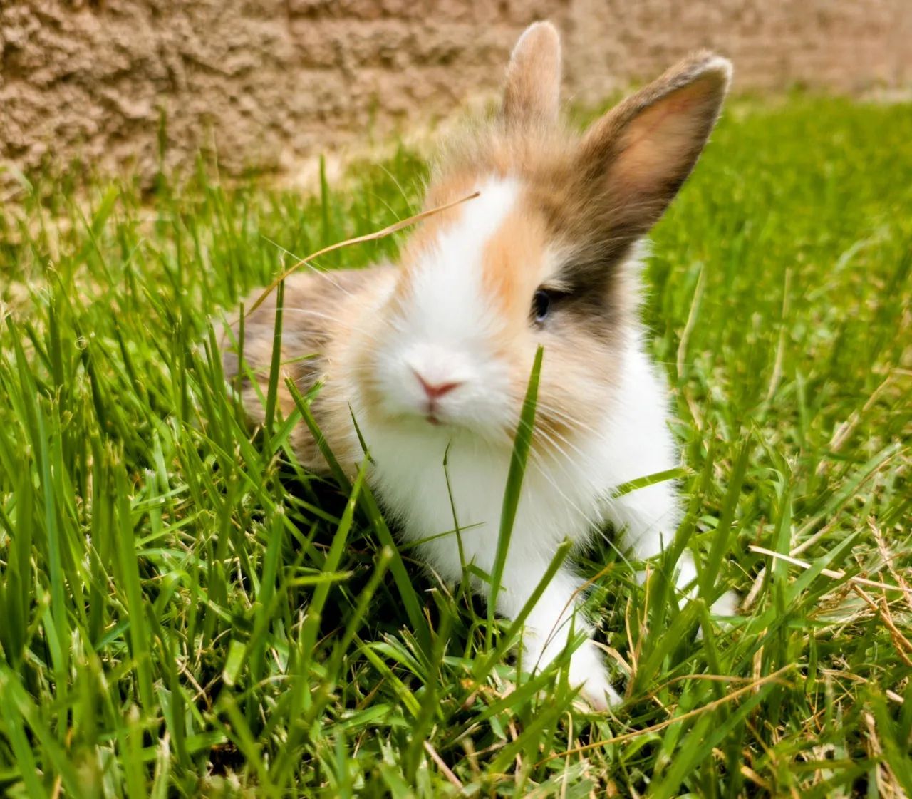 Mini Coelho Lion Head