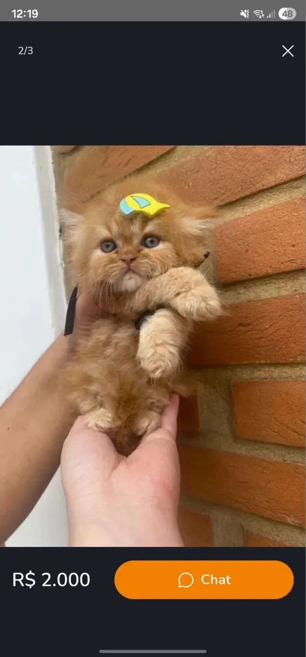 Persa Nas Cores Bicolor, Cinza Blue, Tricolor e Red 