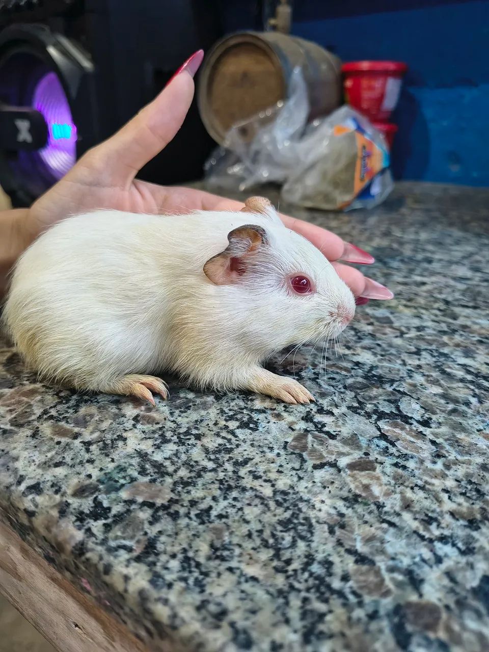 Conejo enano64962661036673120