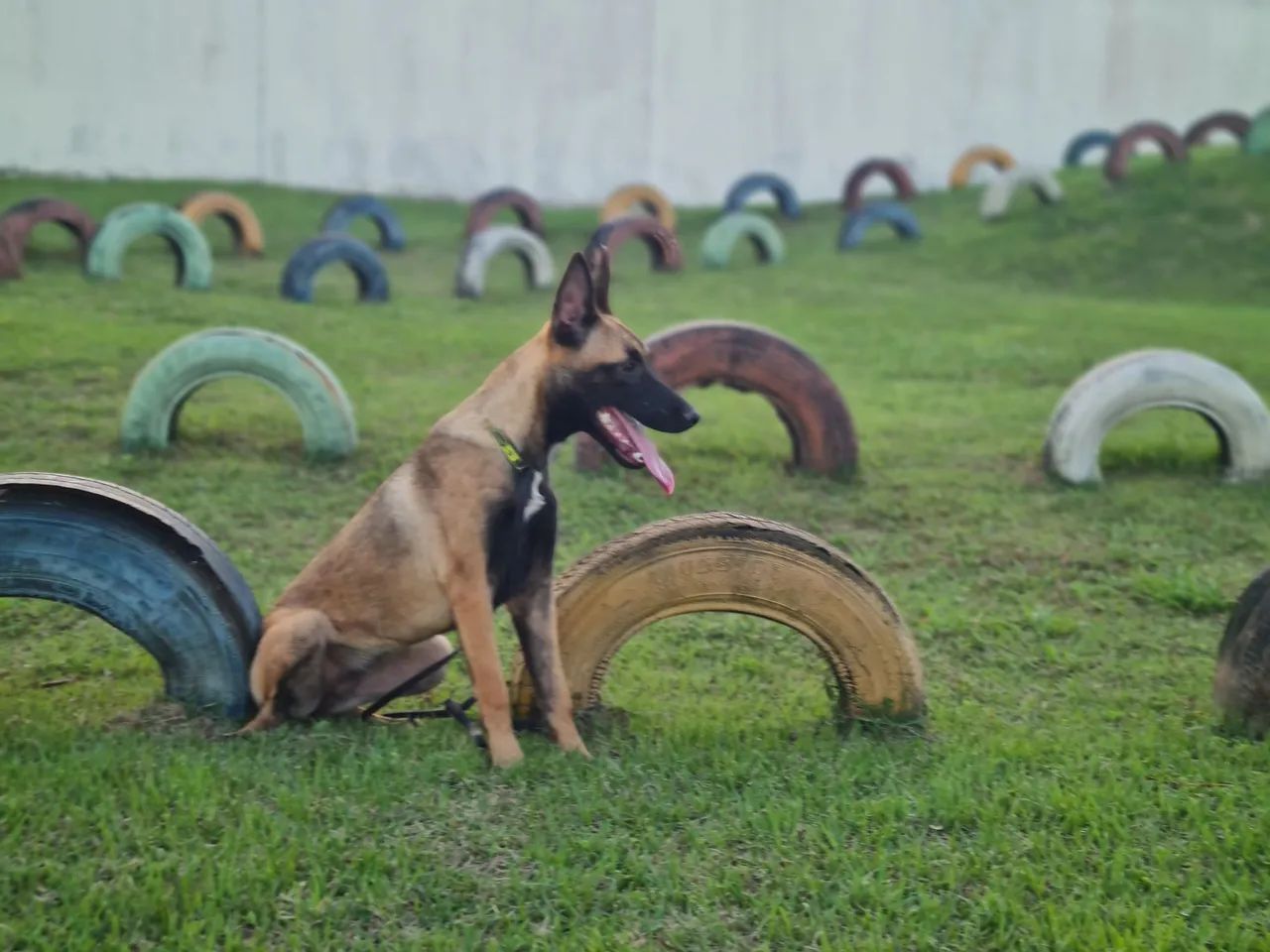 Ótima oportunidade Malinois - Foto 3