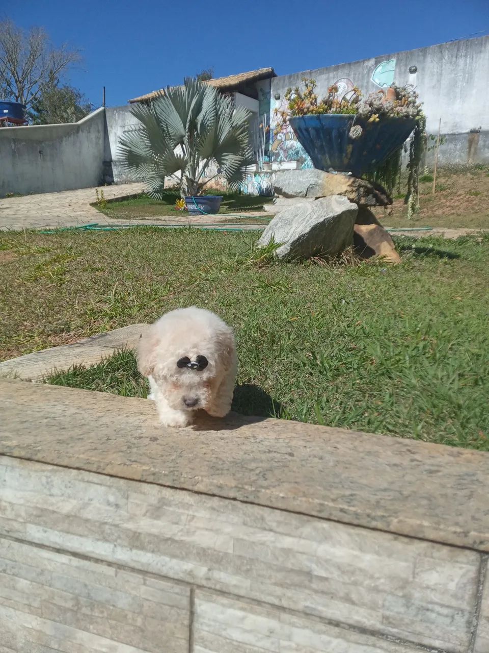 Poodle toy  - Foto 4