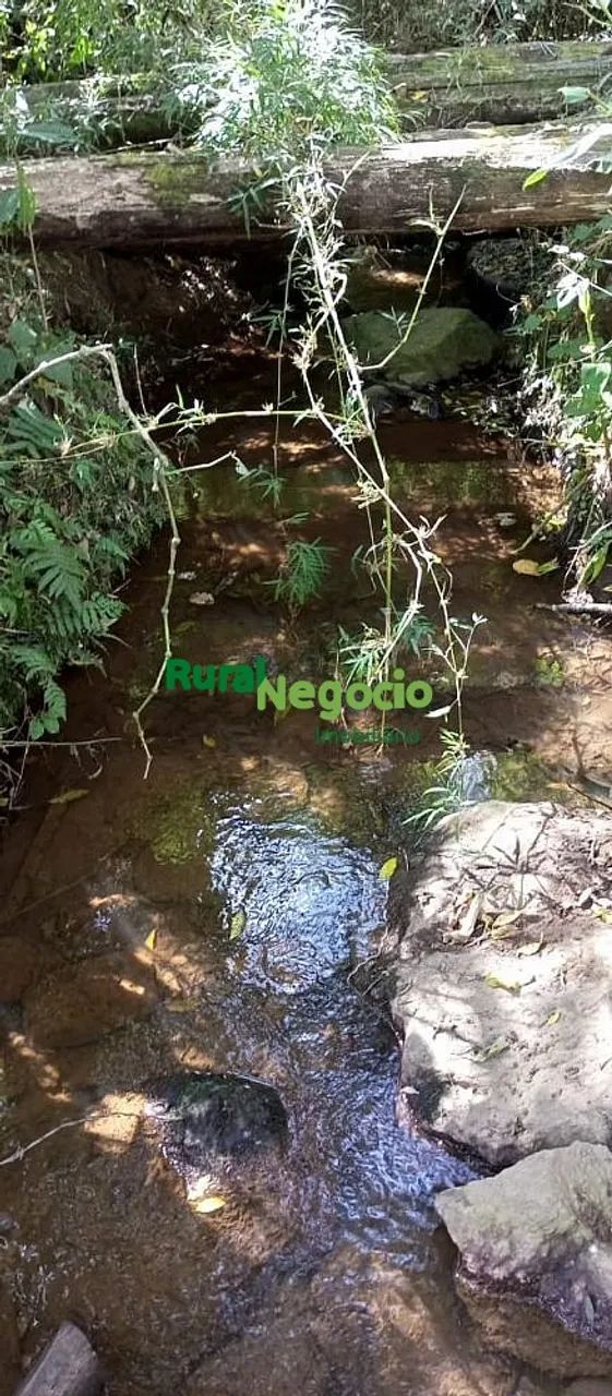 FAZENDA COM PLANTAÇÃO DE EUCALIPTOS EM BRAZÓPOLIS-MG - Foto 3