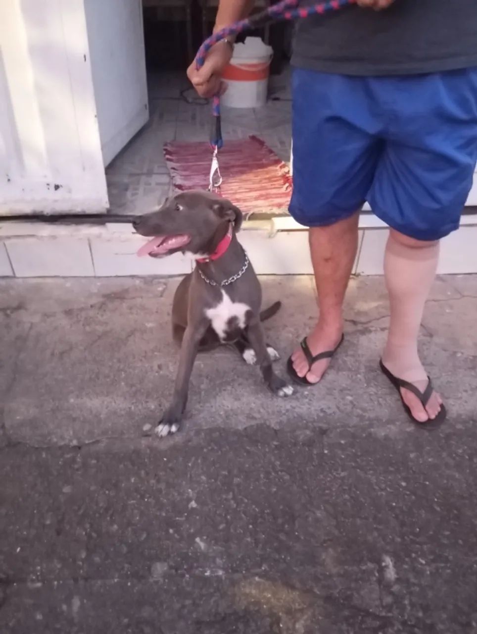 Doação de cães 