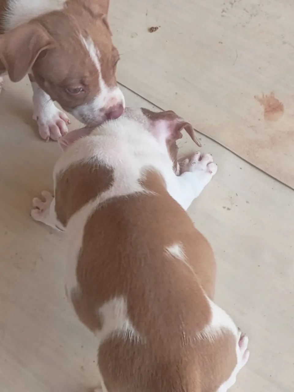 Cachorro  - Foto 3