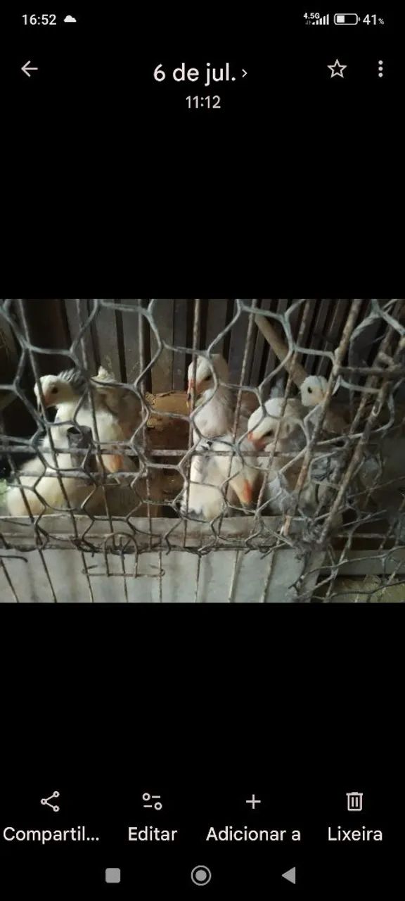 10 Pintos da raça bhrama puro todos com 1 mês e meio e bem saudáveis 