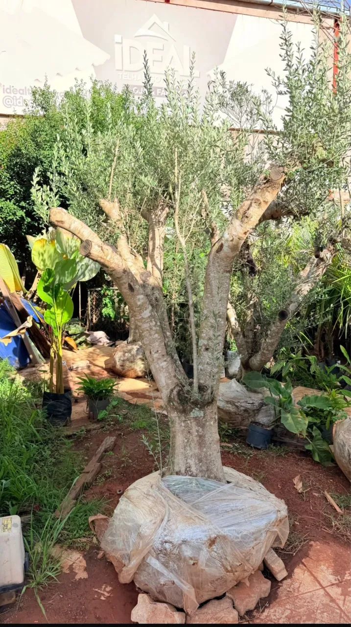 Oliveira, árvore santa - Foto 3