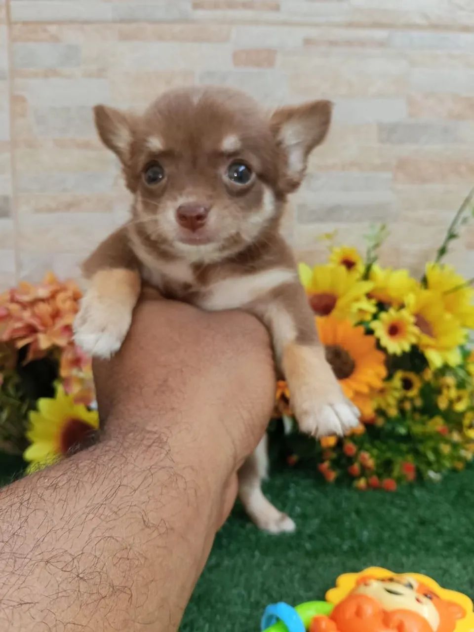 Chihuahua  - Foto 4