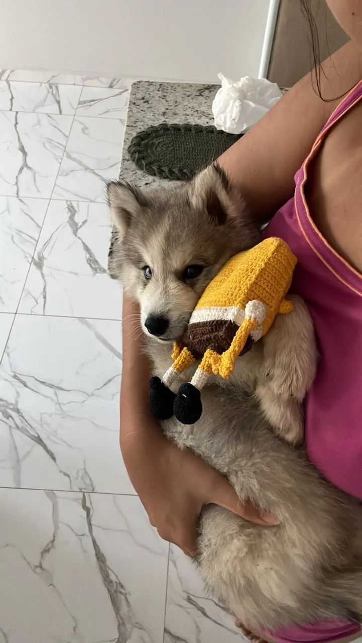 Husky Siberiano  - Foto 3