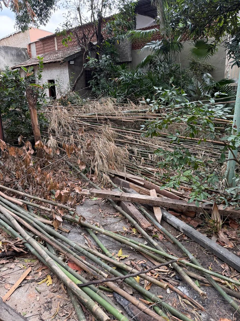 Doação de bambu  - Foto 2