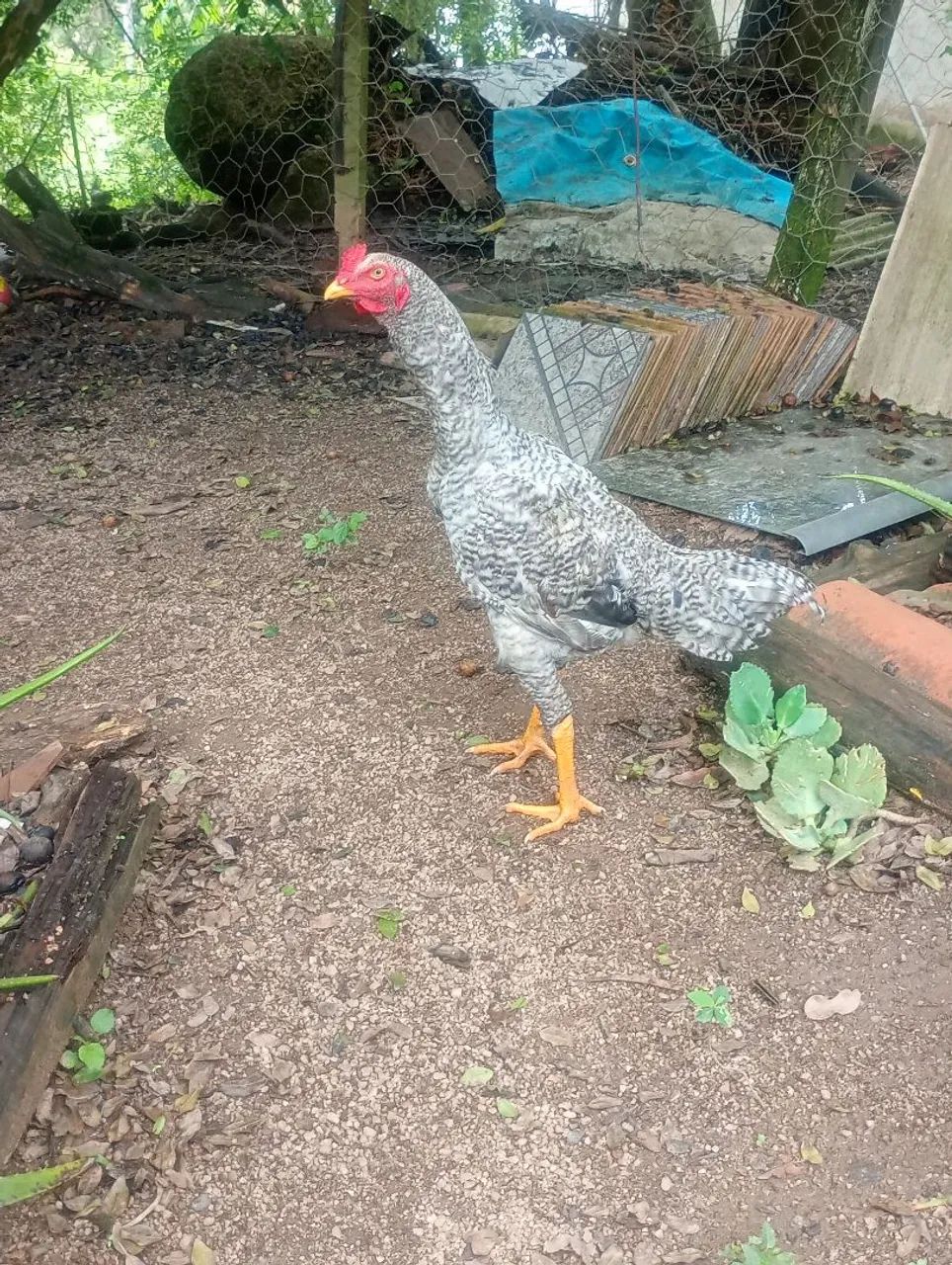 Frango - Foto 2