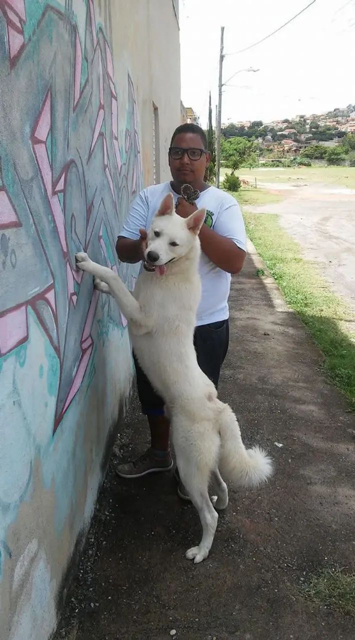 Adestramento de cães  - Foto 4
