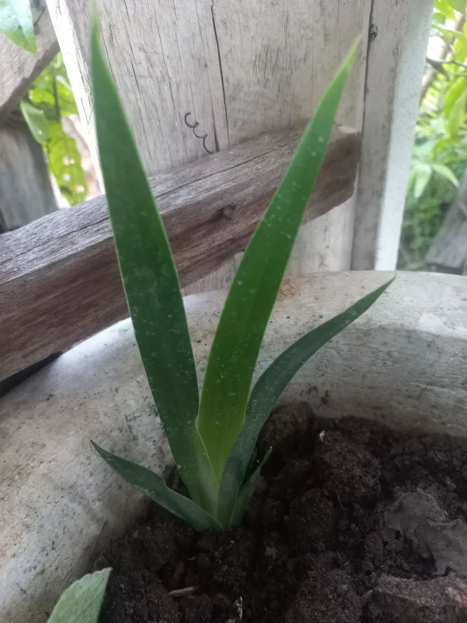 Muda de planta, íris-caminhante, flor dos apóstolos  - Foto 3
